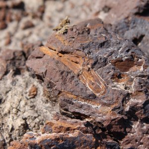 Fossil in Horse Thief Canyon.