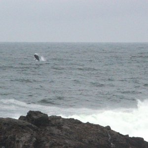 Whale at Ucluelet lighthouse 2013.