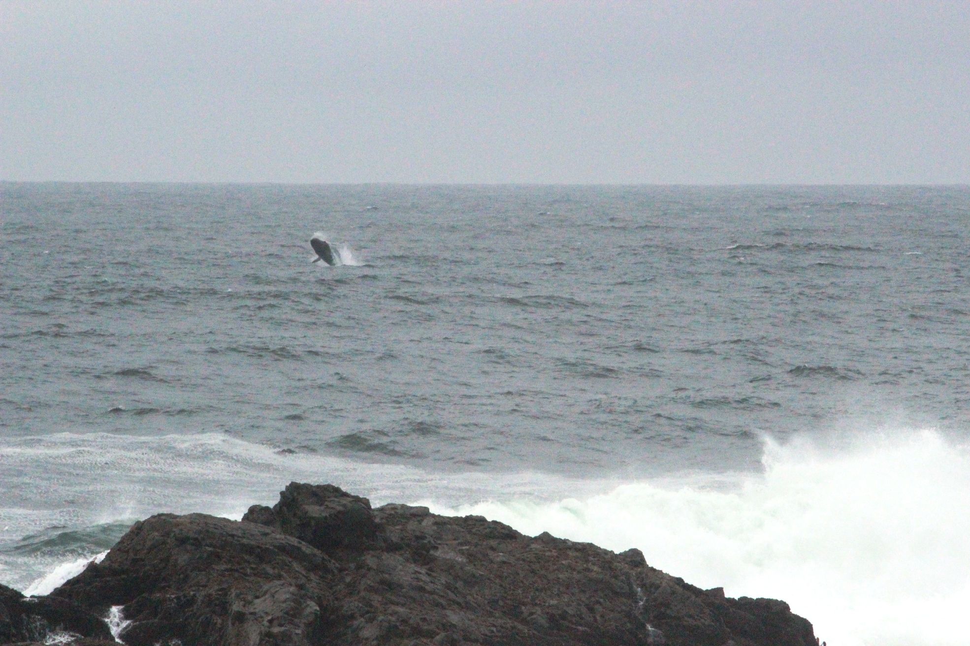 Whale at Ucluelet lighthouse 2013.