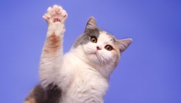 crop-Shutterstock-a-cute-calico-cat-raises-its-paw-against-a-blue-background.jpg