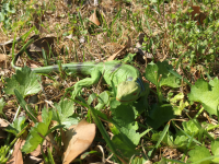 Green Iguana Baby.png