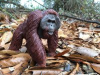 Bornean Orangutan.JPG