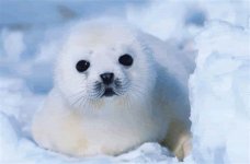 I am a seal .jpeg