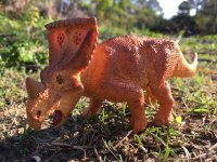 Vagaceratops.JPG