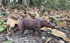 Sumatra Rhinoceros.jpeg