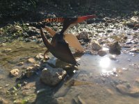 Pteranodon.JPG