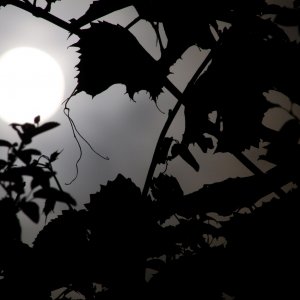 The moon and grapes.