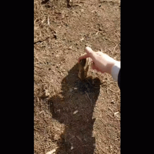 Petting a chipmunk =D