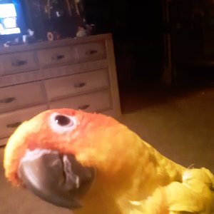 Kiiro is my baby Sun Conure he is now 9 months old. He is my little yellow feather dragon.